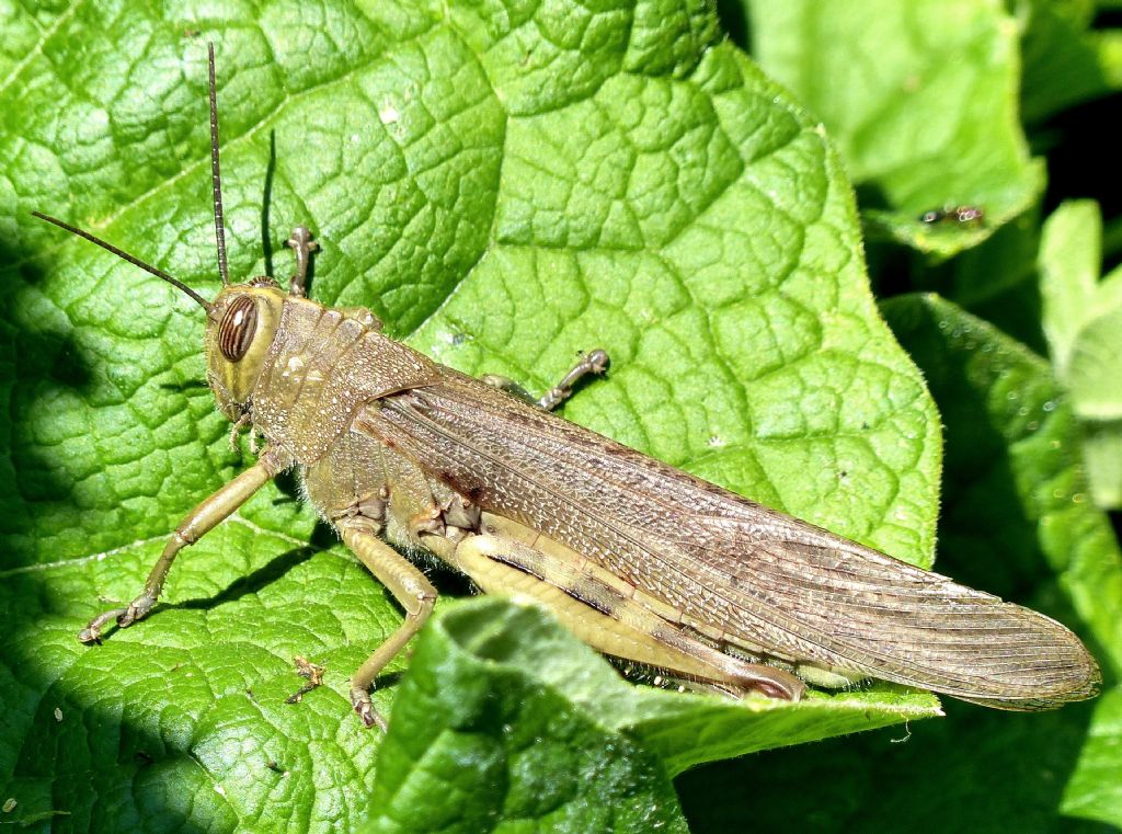 Cavalletta africana bloccata sul mio davanzale